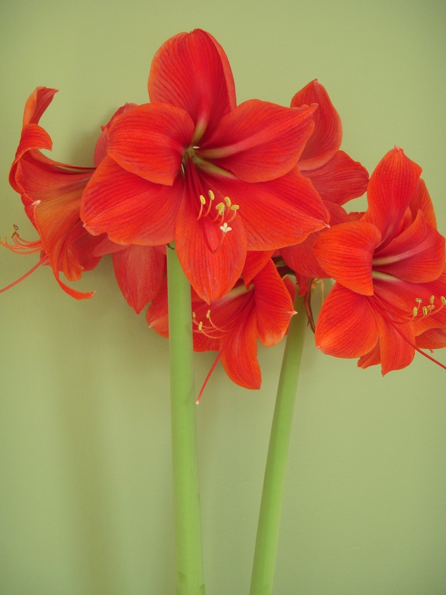 Another red amaryllis.