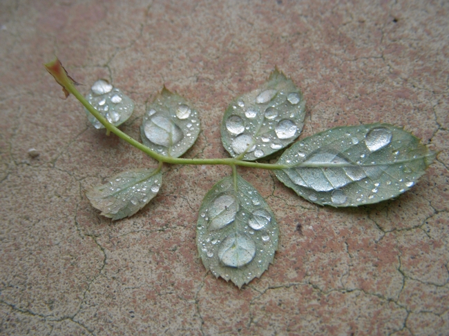 Rose leaves - glistening as a crystal broach