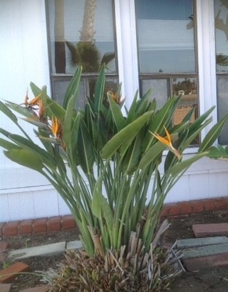This bird of paradise was left unattended and seemed to be doing well.