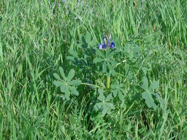 Lupine hiding in the grass. (photos by Michelle Davis)