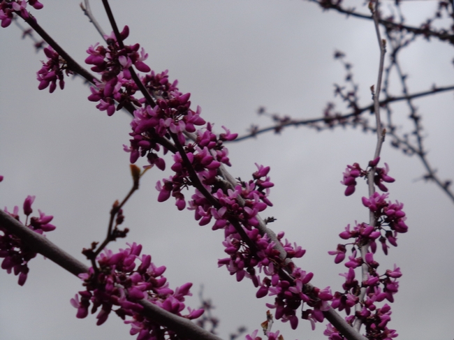 Close up of flowers.