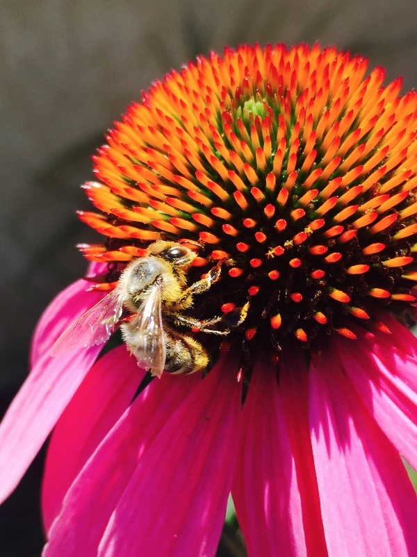 Honey bee on Echinacea (photo by Teresa Lavell)
