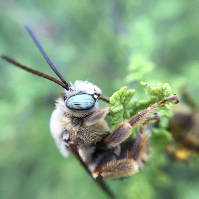 Long horned bee (male)-photo by Jennifer Baumbach