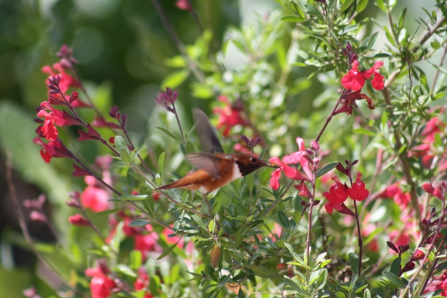 Rufous hummingbird on Lipstick sage. (photo by Jennifer Baumbach)
