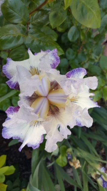 Irises. (photos by Launa Herrmann)