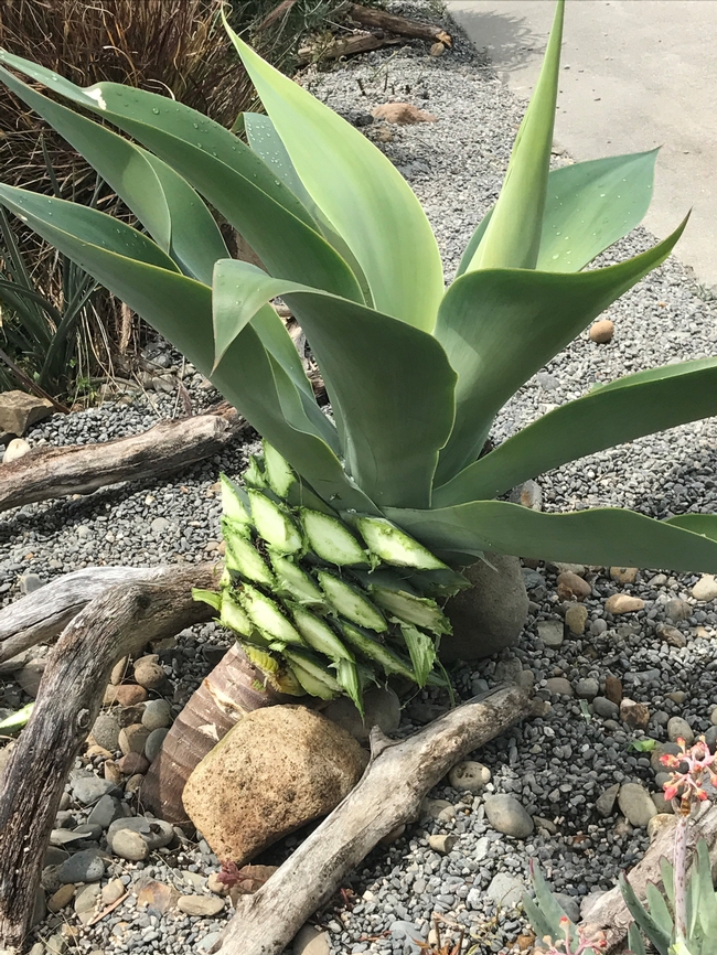 agave 2