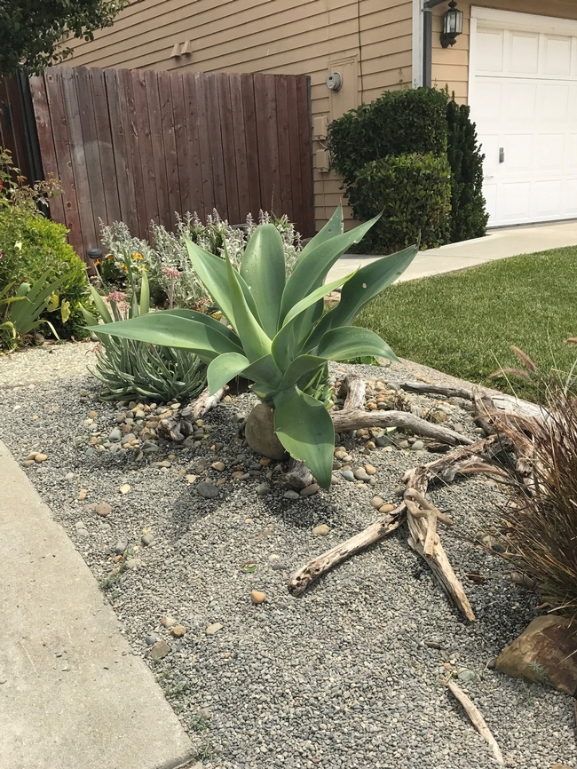 Agave. (photos by Trish Rose)