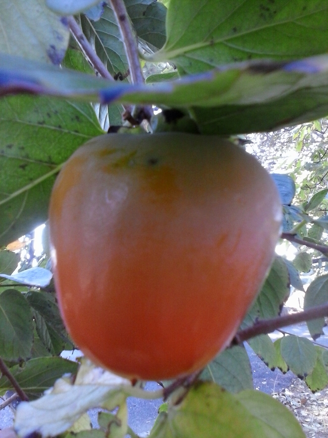 Hachiya persimmon (photo by Kathy Low)