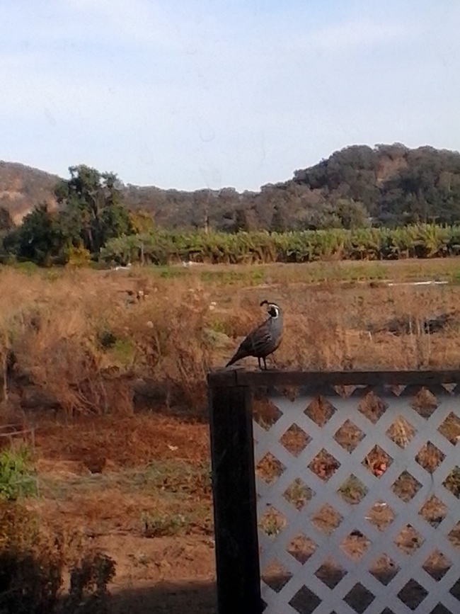 Quail on the rail. (photo by Kathy Low)