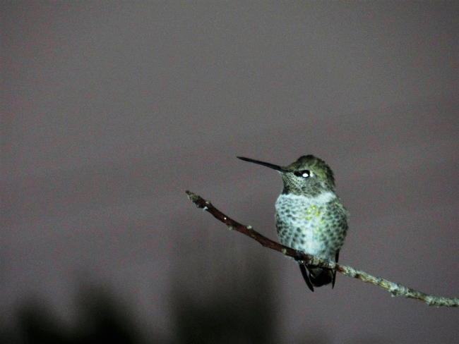 patti b hummingbird 2017