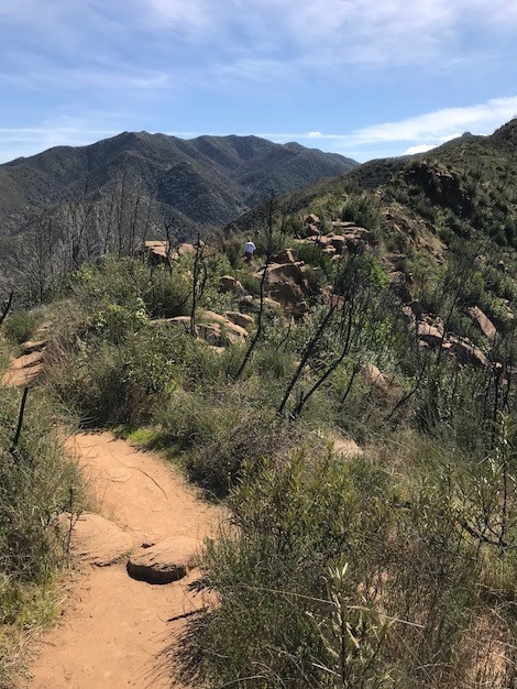 Saved by the Wildflowers - Under the Solano Sun - ANR Blogs