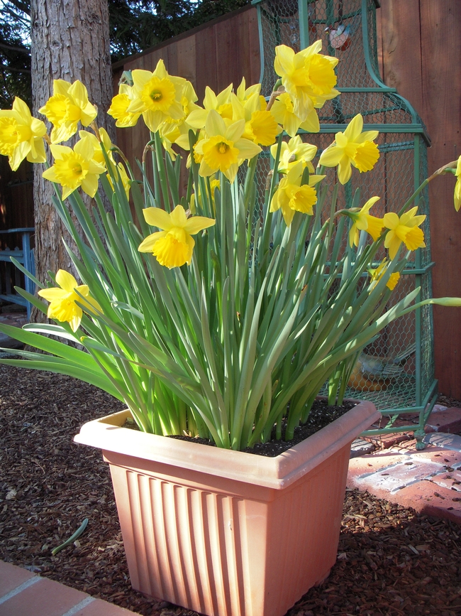 Daffodils (all photos by Launa Herrmann)