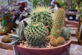 cactus dish garden
