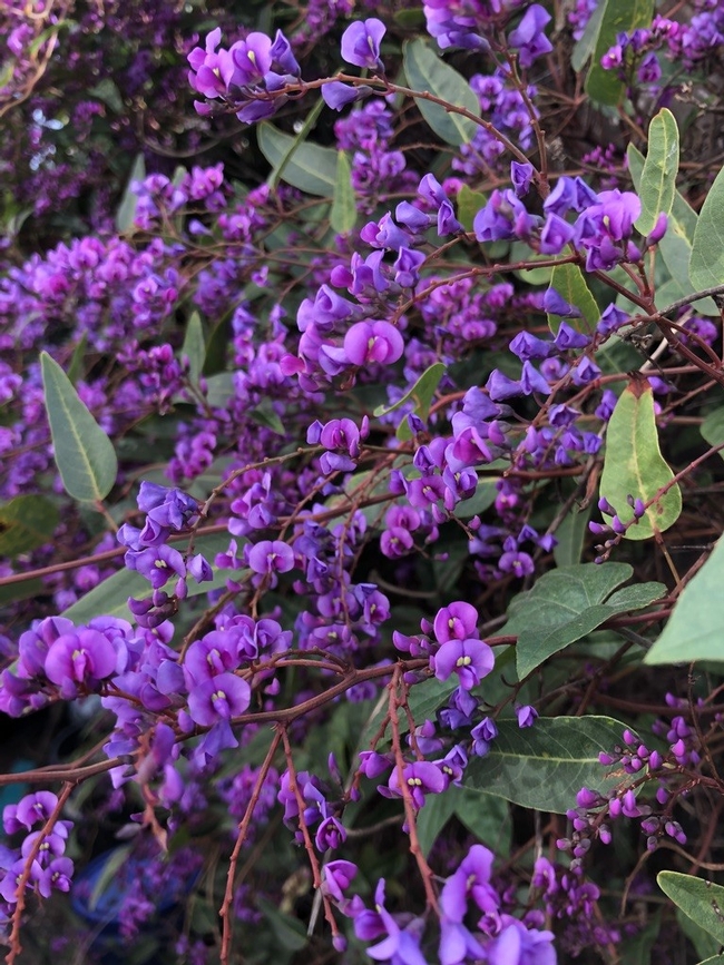 hardenbergia lots of flowers