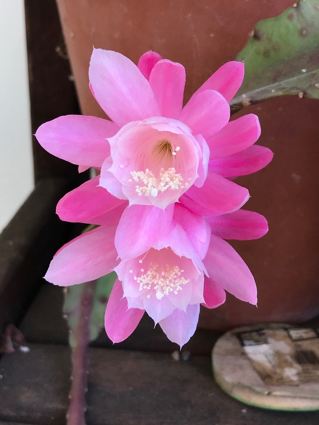 Orchid Cactus.