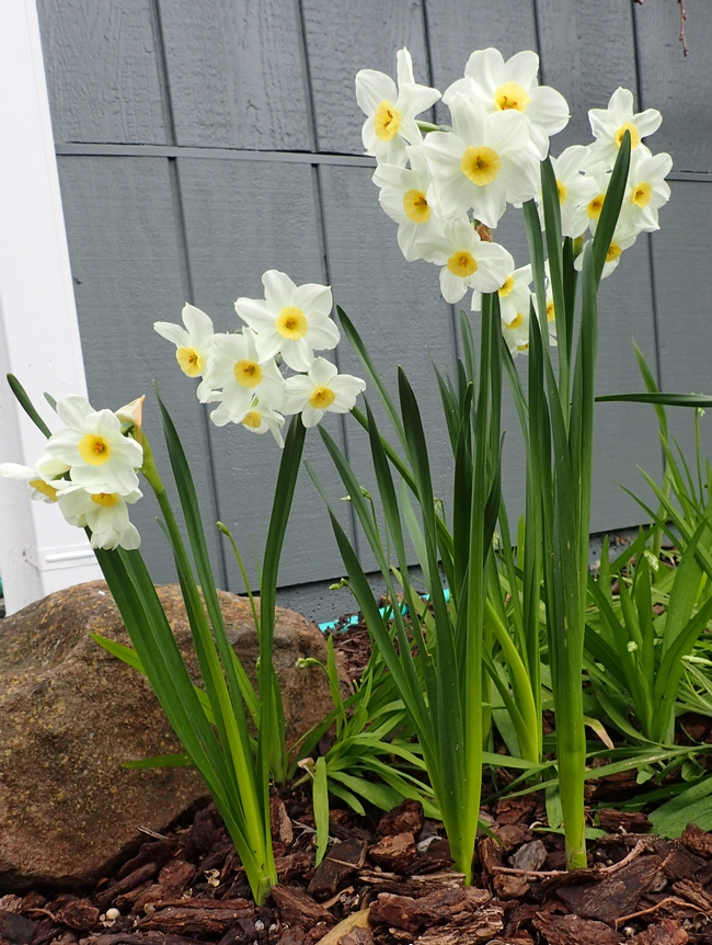 Narcissus tazetta Lemon Cups