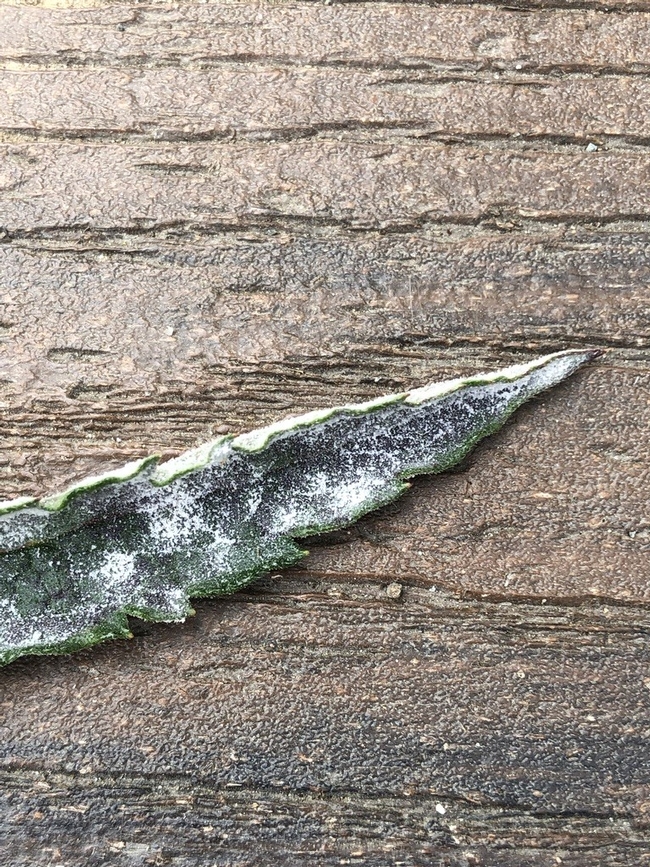 powdery mildew on verbena leaf erin mahaney 2019