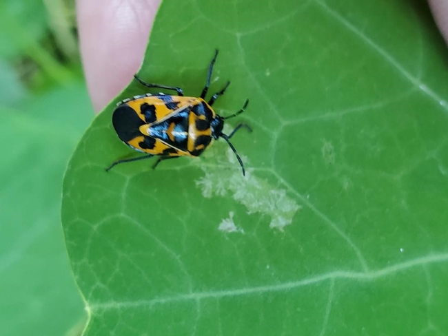 Harlequin Bug on Nasturtium