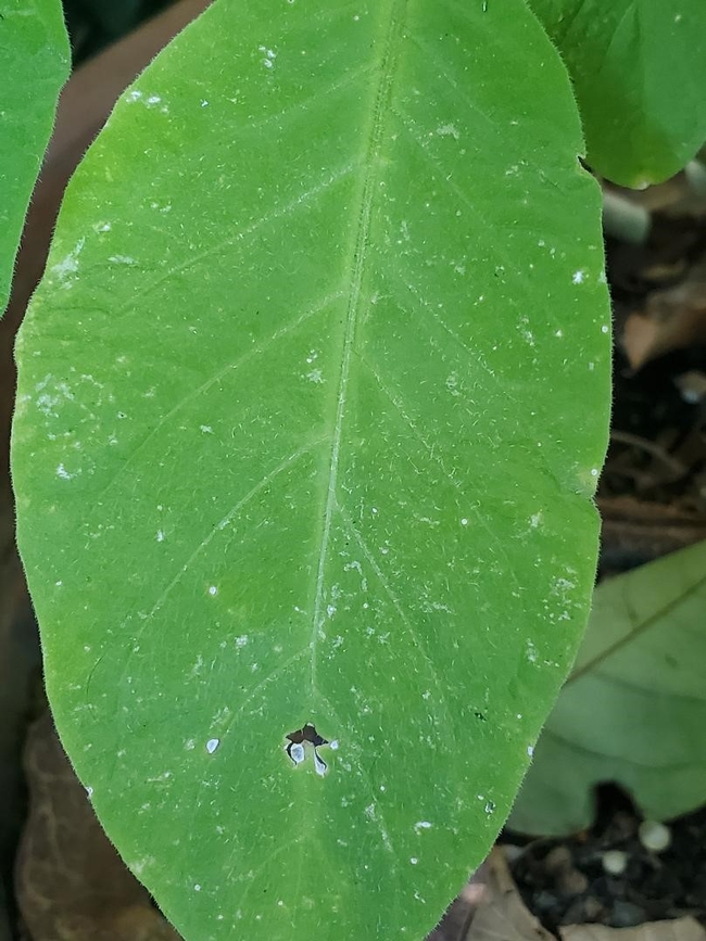 White Fly Damage on Brugmansia