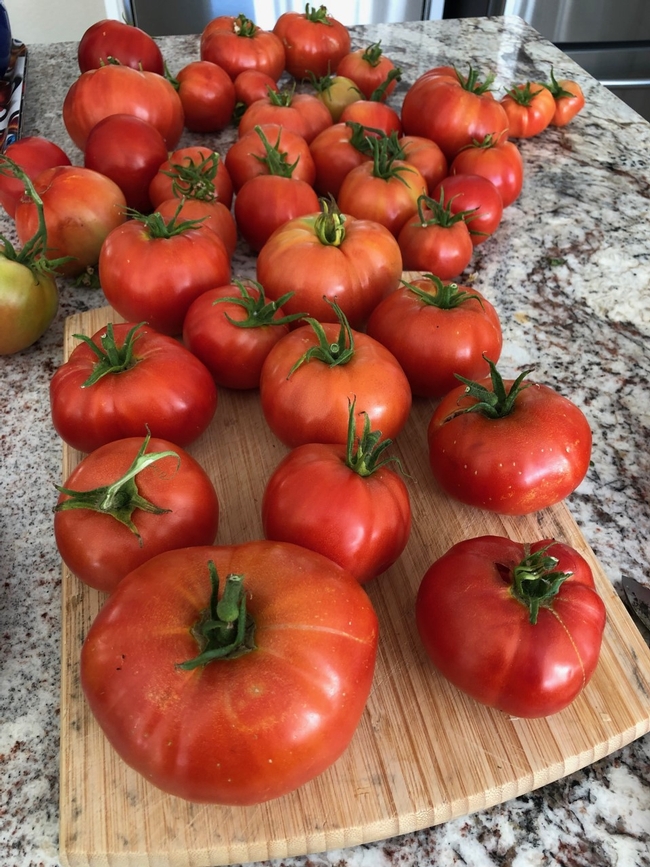 abraham lincoln tomato