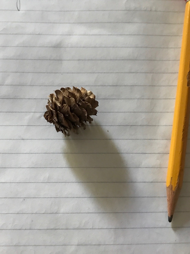 European Larch2Cone