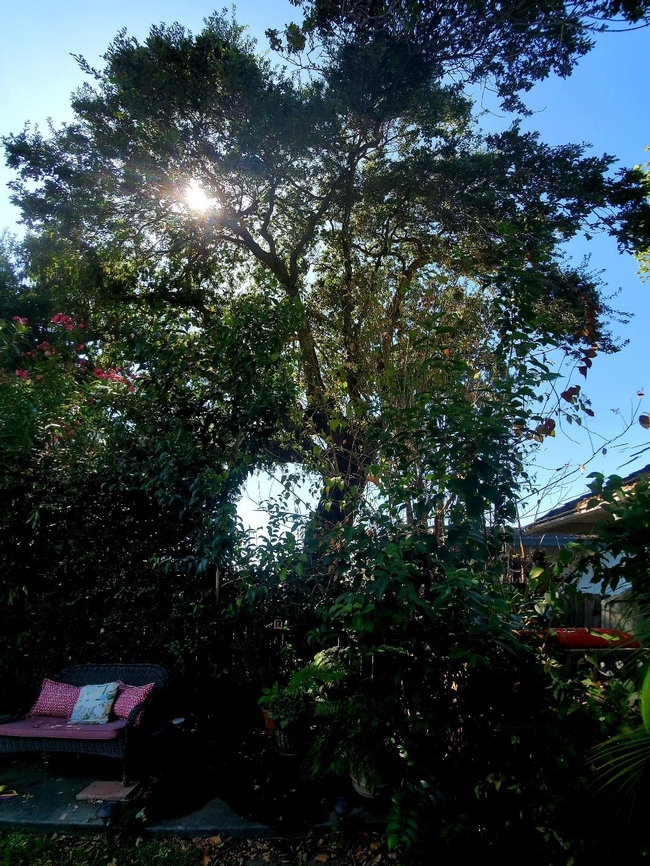 Our Backyard Oak Tree, photos by Al Alvarado