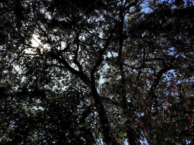 Our Backyard Oak Tree Sky, photo by Al Alvarado