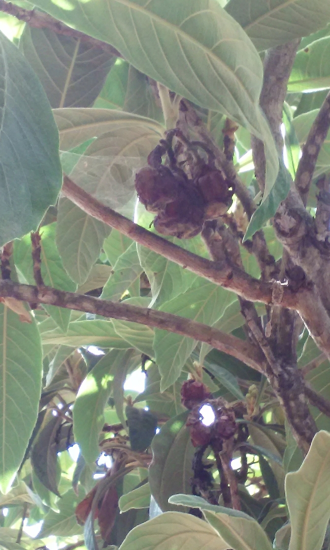 Mummied fruit on tree.