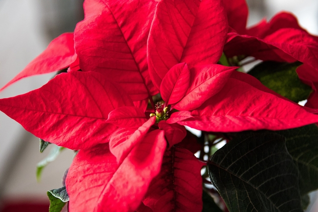 free image on Pixabay-Poinsettia, Plant, Red Flower
