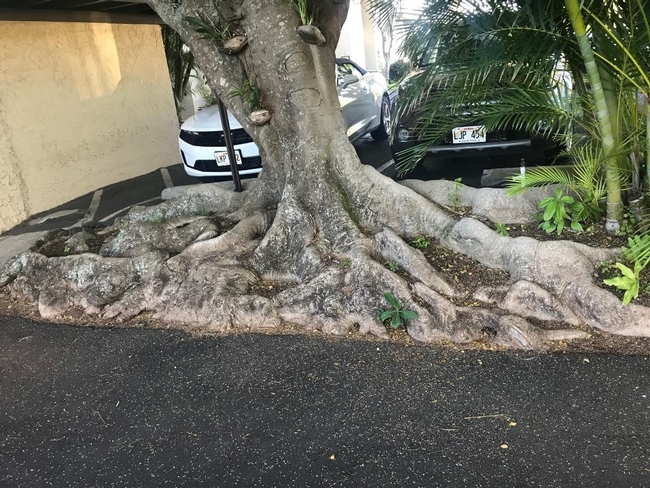 tree roots maui