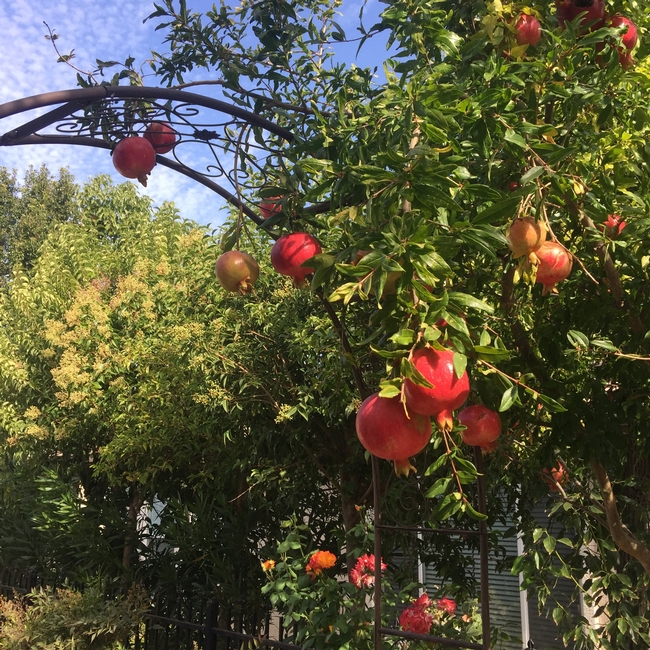 Pomegranate over garden gate.