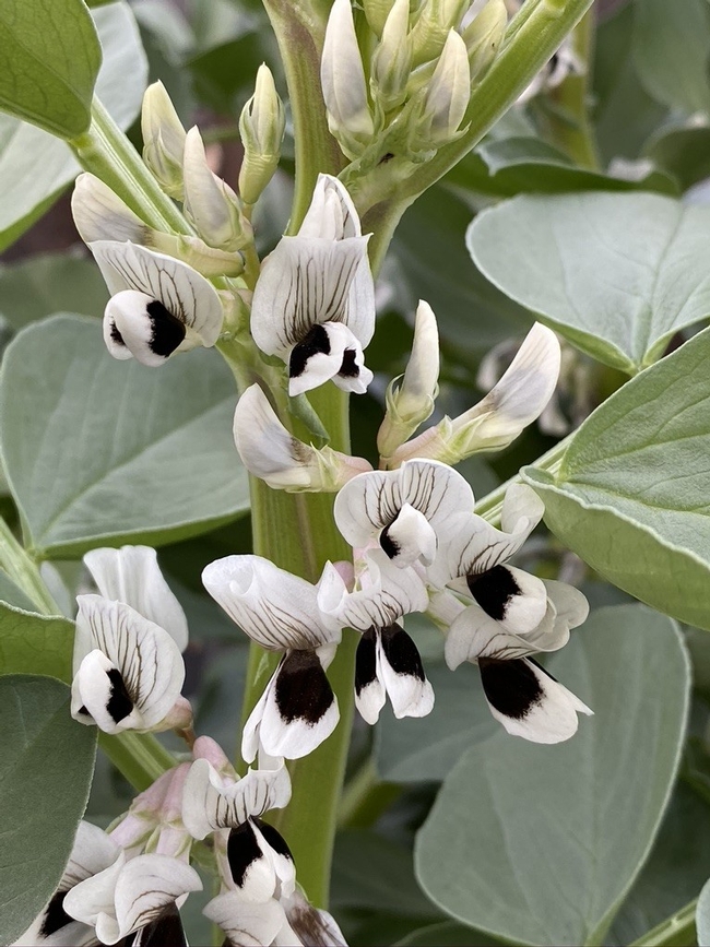 Fava flowers. photos by Erin Mahaney