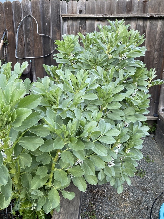 fava bean plant