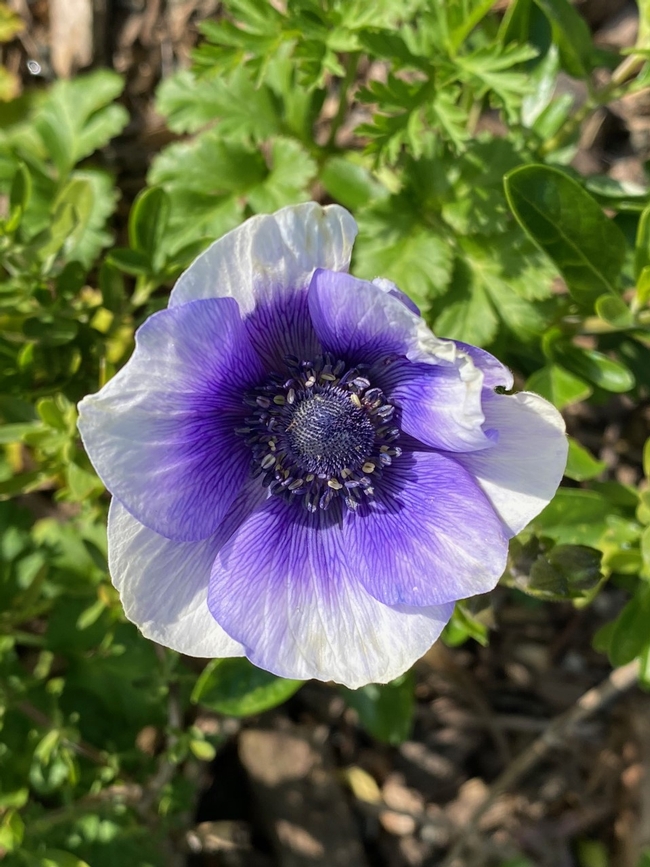 Anemone. photo by Erin Mahaney