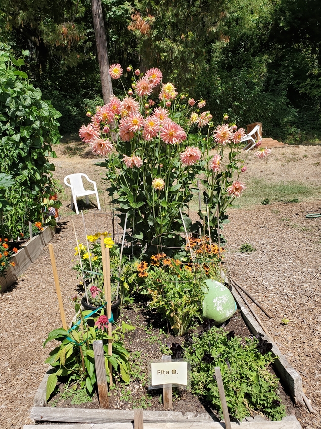 Rita O's Garden