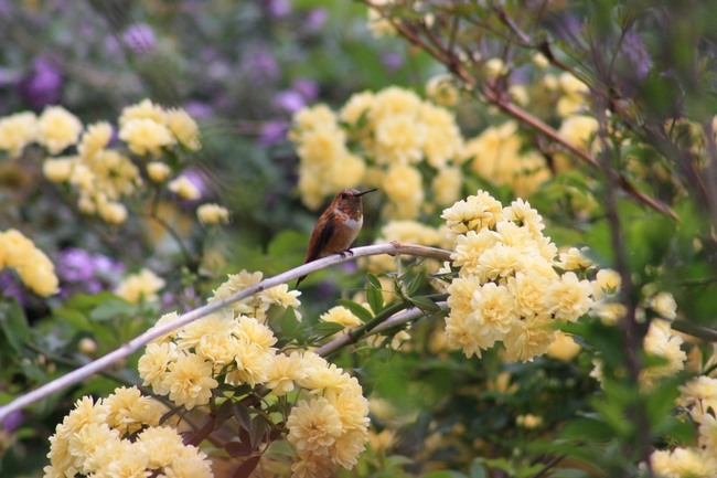 Rufous hummingbird on Lady Banks rose (photo by Jennifer Baumbach)
