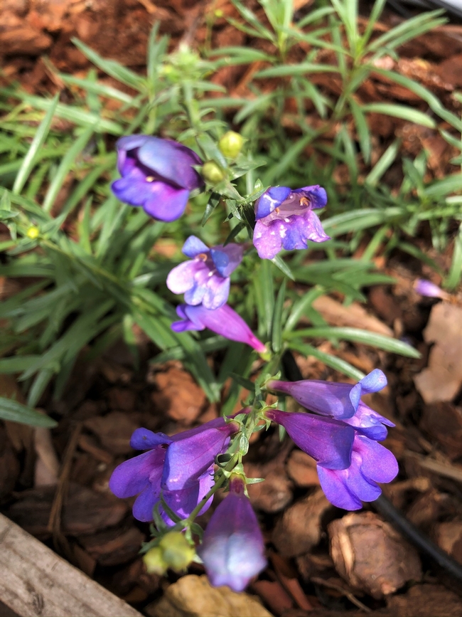 Penstemon (photos by Melinda Nestlerode)