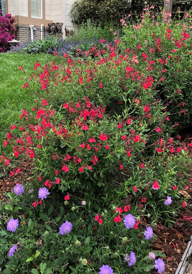 Pollinator Garden