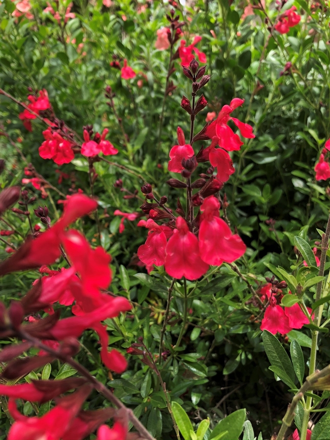 Salvia 'Hot Lips'