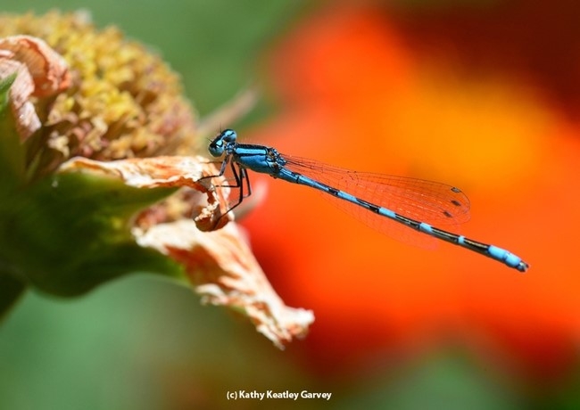 Damselfly Photo by Kathy Keatley Garvey