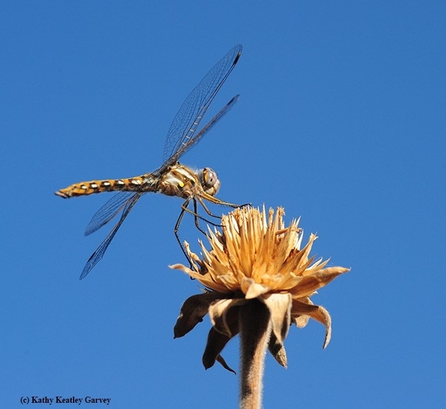 Dragonfly Photo by Kathy Keatley Garvey