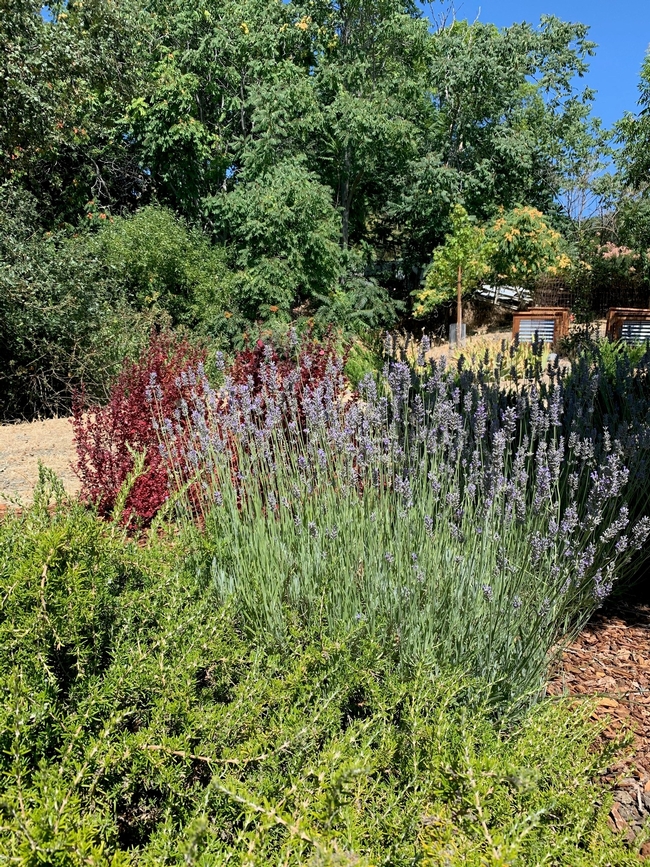 lavender in landscape