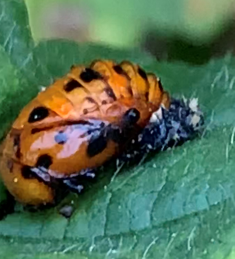 Lady beetle pupa
