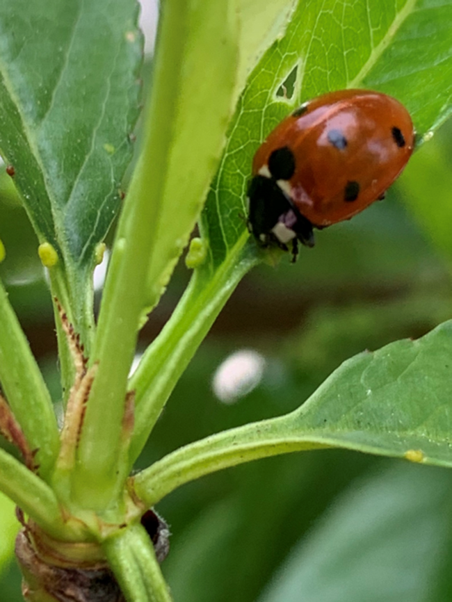 Most common in North America is the 7 Spotted Ladybird.