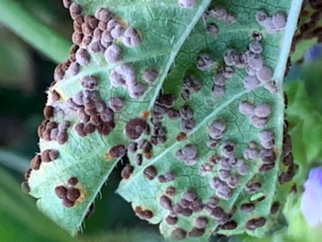 Looks like aphids, but nope. Mallow rust.