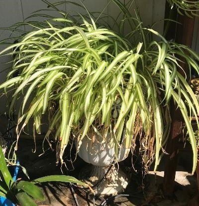Spider Plant on the Patio