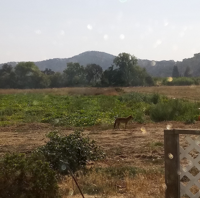 Coyote in the field. photo by Kathy Low