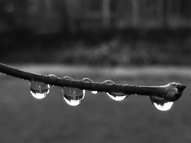 water drops on twig joann brown 2020