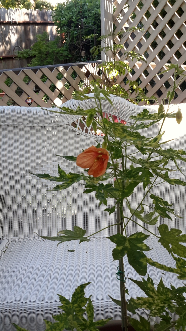 Variegated abutilon