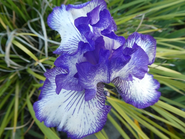 stripped iris